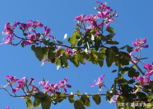 区别洋紫荆花和紫荆花：种类、生长环境、使用范围详细对比！