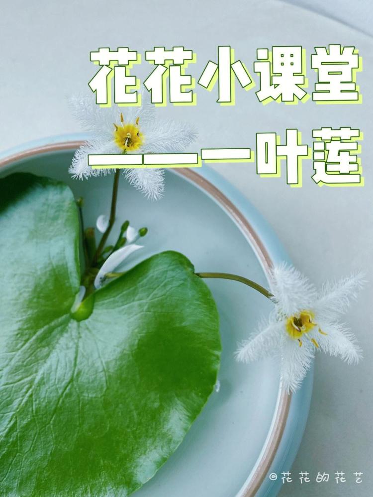 养植物不分季节？家里养不了一叶莲就已经证明你了！