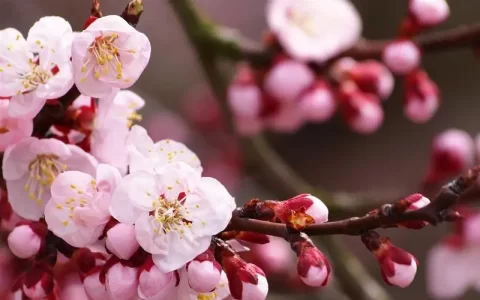 【“梅雪”传说的传承：中国梅花的美丽与逸闻】描绘梅花雪景的传统民间艺术