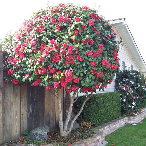 茶花栽培有妙招，让花开一整年