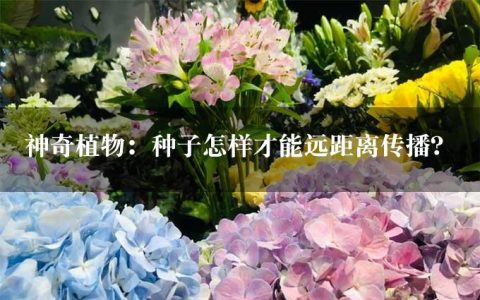 神奇植物：种子怎样才能远距离传播？