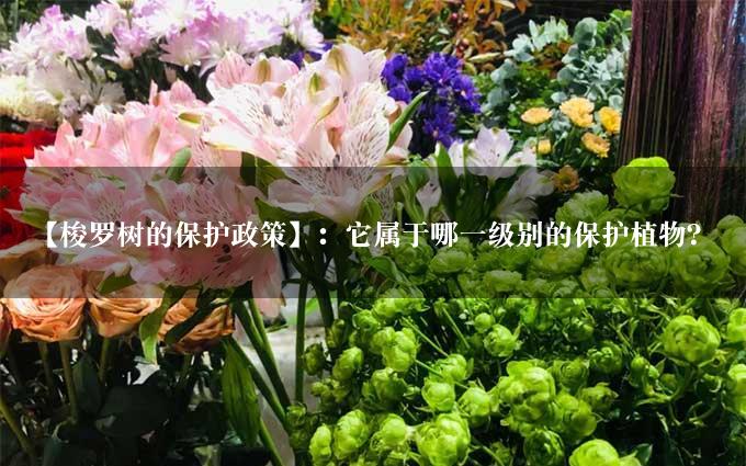 【梭罗树的保护政策】：它属于哪一级别的保护植物？