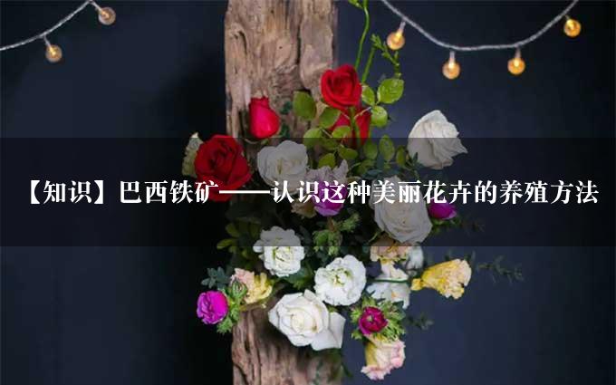 【知识】巴西铁矿——认识这种美丽花卉的养殖方法