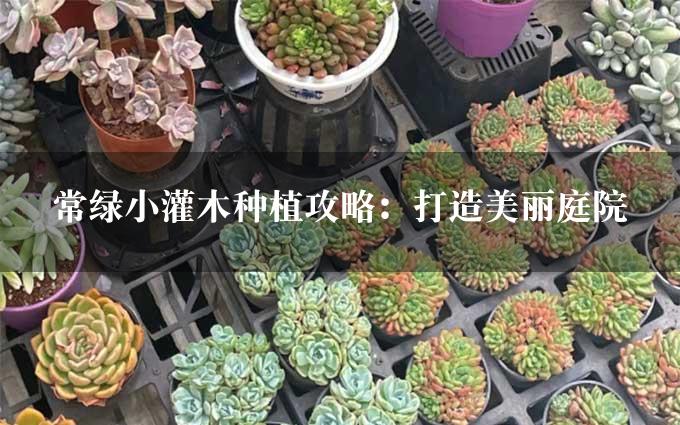 常绿小灌木种植攻略：打造美丽庭院