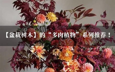 【盆栽树木】的“多肉植物”系列推荐！