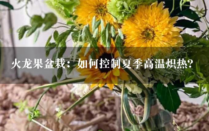 火龙果盆栽：如何控制夏季高温炽热？