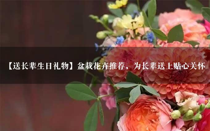 【送长辈生日礼物】盆栽花卉推荐，为长辈送上贴心关怀