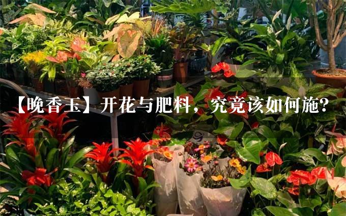 【晚香玉】开花与肥料，究竟该如何施？