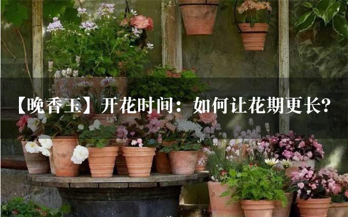 【晚香玉】开花时间：如何让花期更长？