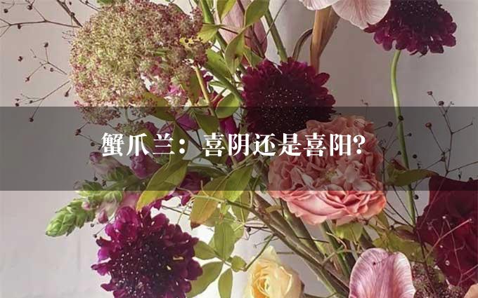 蟹爪兰：喜阴还是喜阳？