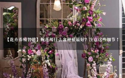 【花卉养殖智慧】碗莲用什么盆种植最好？注意这些细节！