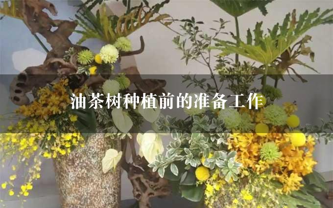 油茶树种植前的准备工作