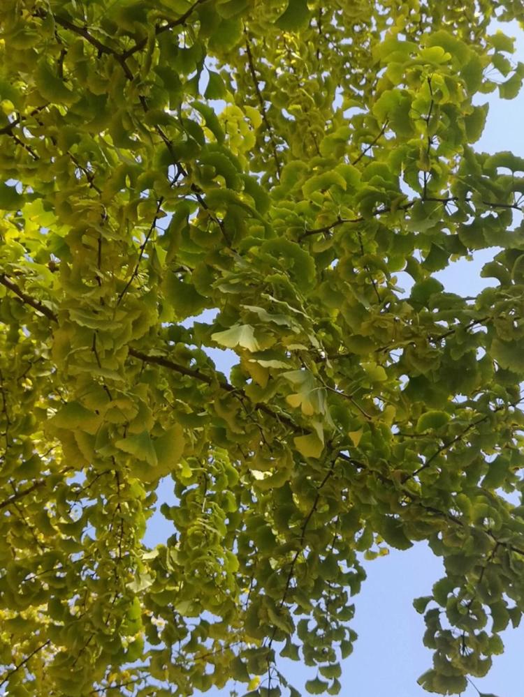 从银杏树种子开始，教你成功种植这种美丽植物