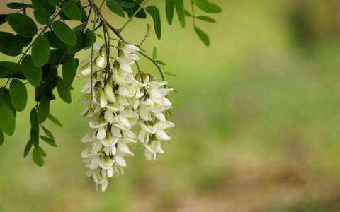 花季美食：把干槐花融入经典菜品