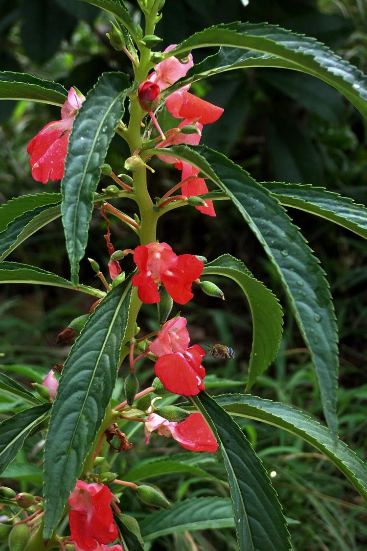 手把手教你盆栽凤仙花——家庭花卉种养小窍门