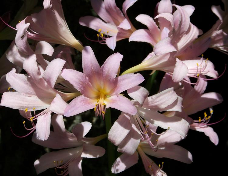 百合花的养护技巧，从土壤到水分全都有讲解