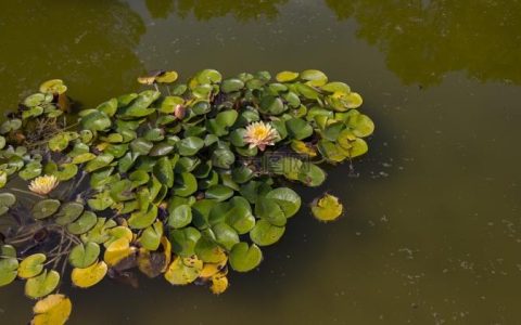 【文化旅游】追寻睡莲花开的千年传承之路