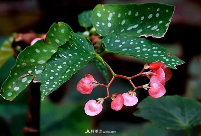 长春市市花竹节秋海棠花期赏析