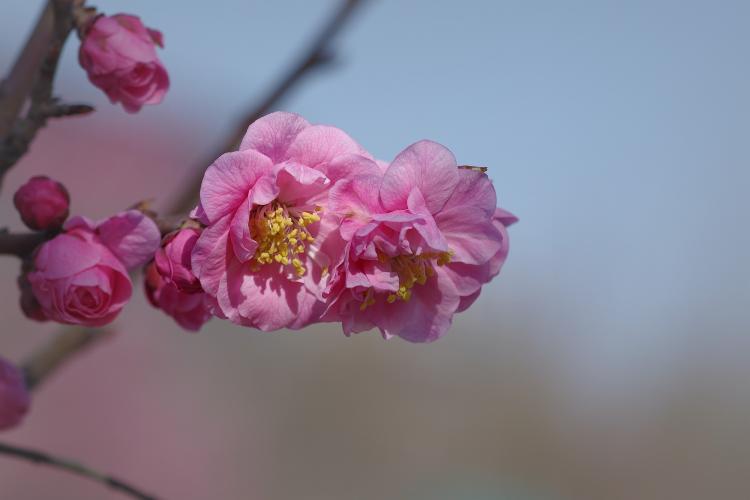 梅花品质的文华，梅花精神的内涵