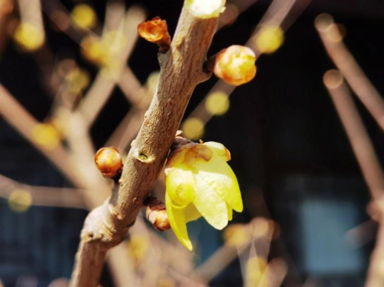 腊梅花的诗句：踏青之际，何不来一场腊梅赏花行