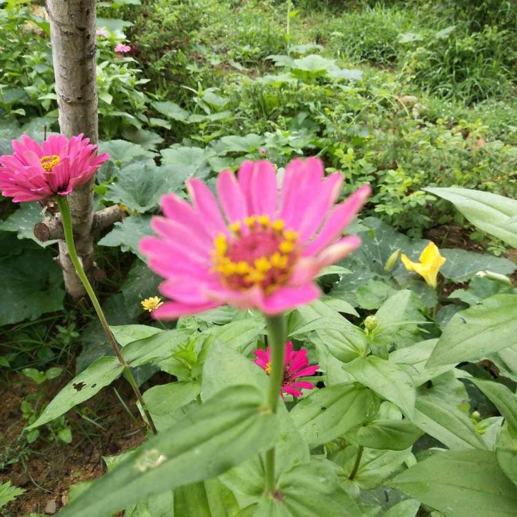 区分百日红的开花和肥料管理