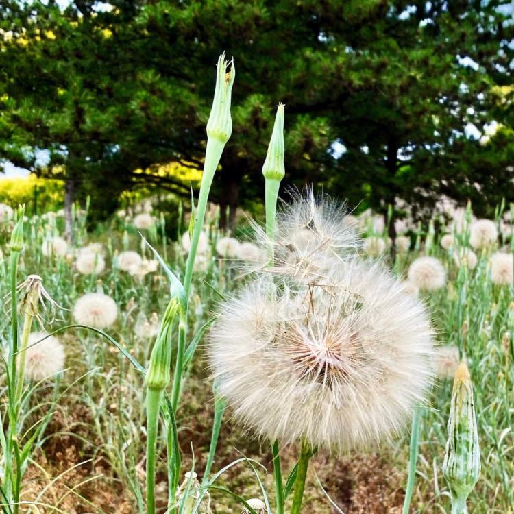 如何精准掌握小区蒲公英种植技巧？