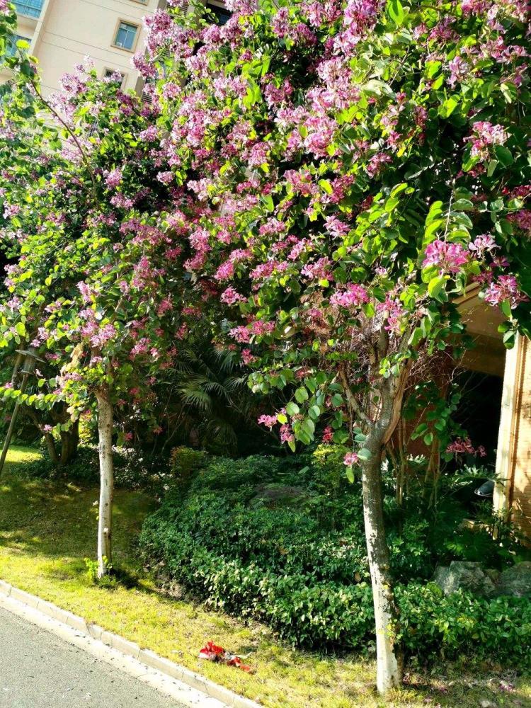 洋紫荆花和紫荆花的生存环境和生长习性有什么不同？