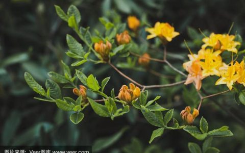 黄杜鹃花有毒吗？探索这种植物的神秘与谜团