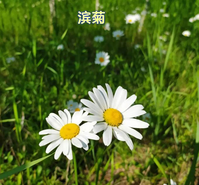 大滨菊在成都的冬天和夏天该怎么养护？