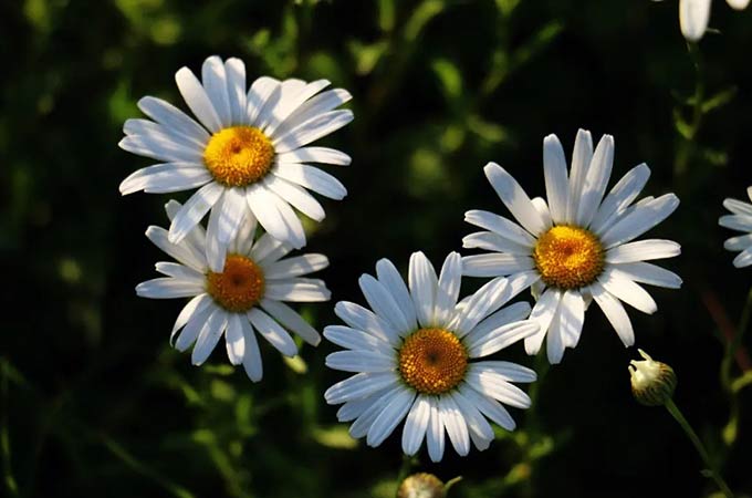 大滨菊花语？大滨菊花是什么样子的？