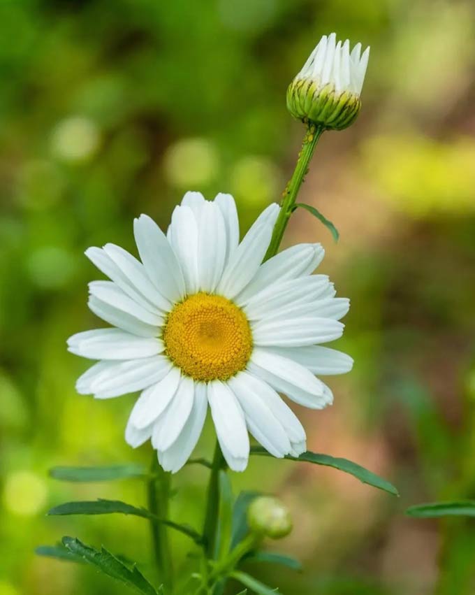 门前种菊花的风水禁忌:为什么路上捡的菊花不能带回家？