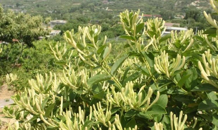 新手花友种植指南：六种美丽且有益健康的花卉