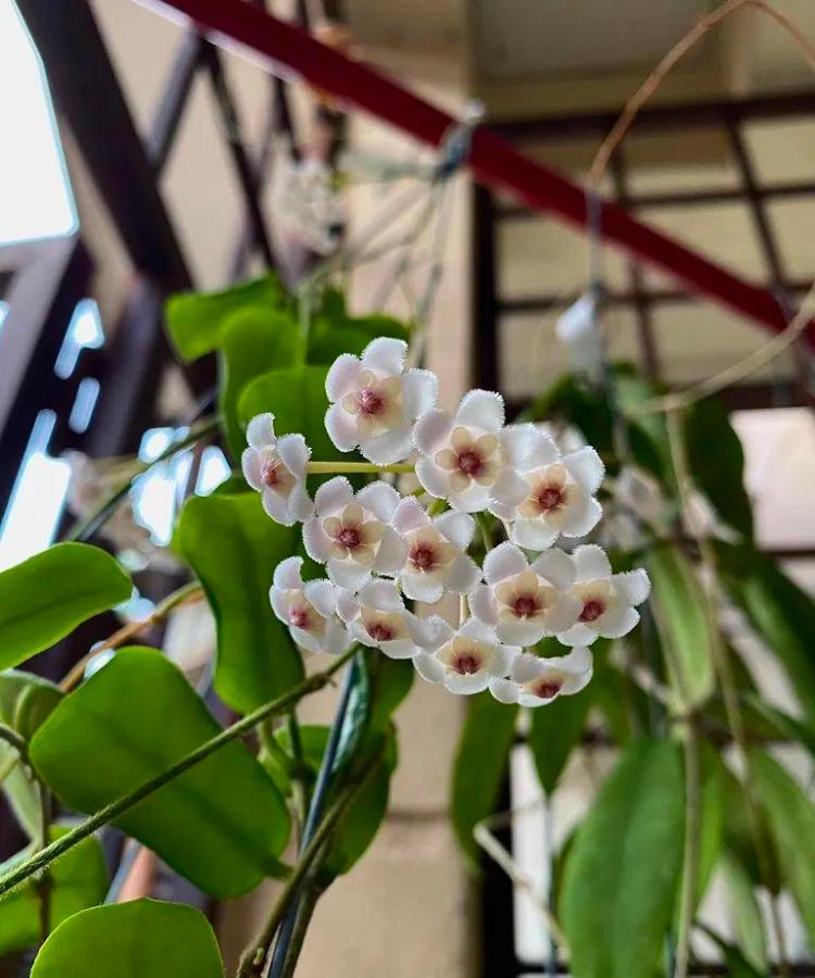 室内种植球兰：关注光照、花盆和土壤选择的细节