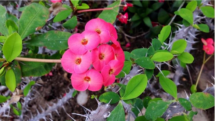 家庭种植的风险: 虎刺梅、光棍树和郁金香的潜在危害