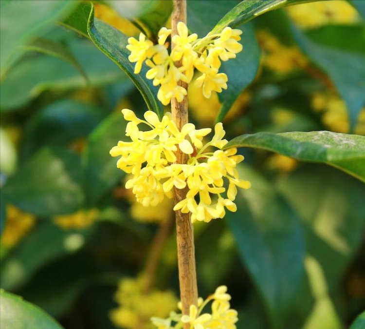 四季桂花养护指南：花卉专家花花的宝贵建议