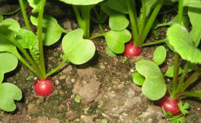 阳台种植樱桃萝卜：简单步骤教程和养护技巧