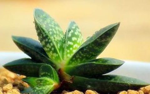 “详细了解多肉植物——子宝（Gasteria gracilis Baker）的栽培和照料”