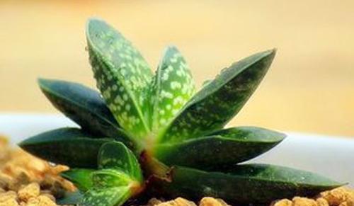 “详细了解多肉植物——子宝（Gasteria gracilis Baker）的栽培和照料”