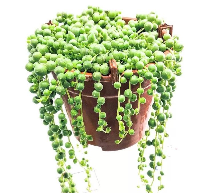 多肉植物养护与繁殖：绿之铃、京童子、锦上珠、黄花新月的栽培指南