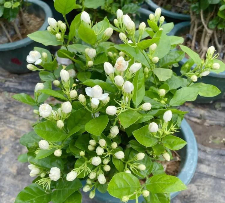 阳台上五种美丽又实用的花朵：金银花、五色椒、人参、枸杞和茉莉的种植与养护