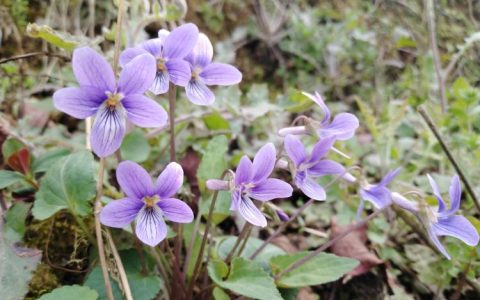 紫花地丁：春季优质野菜的种植与管理技巧