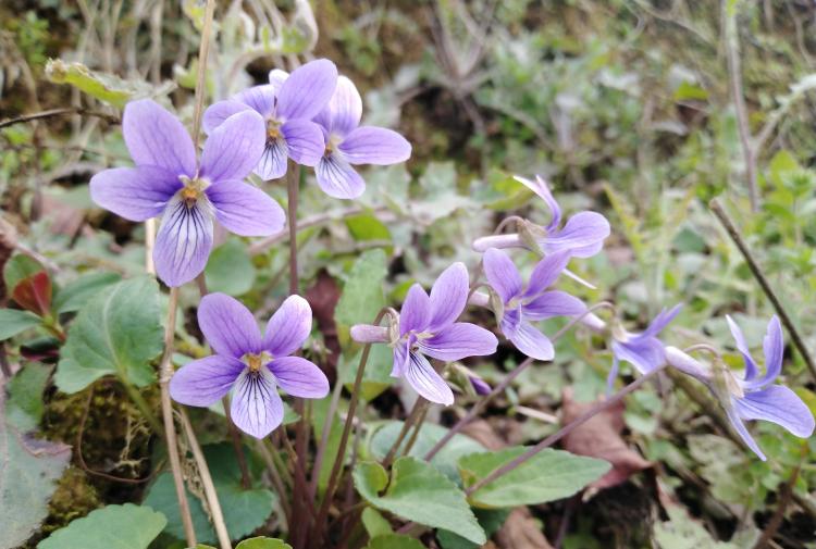 紫花地丁：春季优质野菜的种植与管理技巧