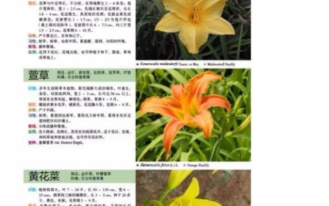 花卉种类及其独特特性：薰衣草、梅花、荷花等10种常见花卉的详细介绍