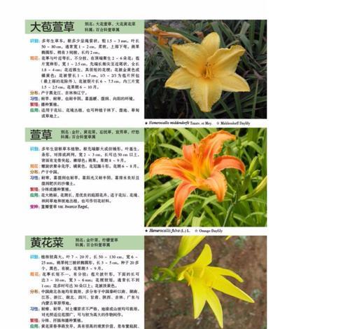 花卉种类及其独特特性：薰衣草、梅花、荷花等10种常见花卉的详细介绍