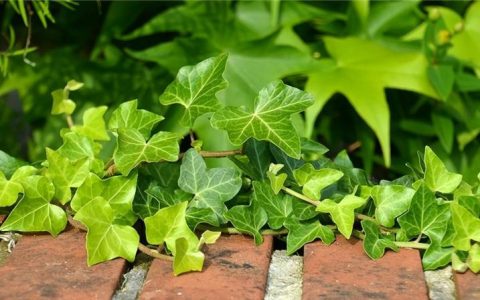 室内植物养护指南：七种冬季开花且耐阴的植物推荐