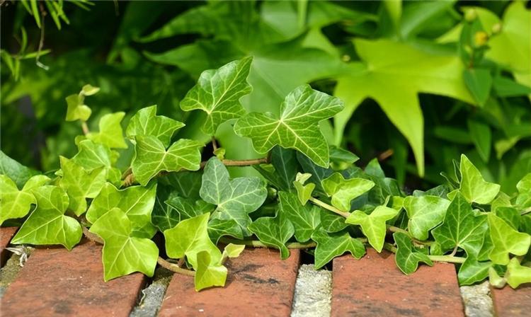 室内植物养护指南：七种冬季开花且耐阴的植物推荐