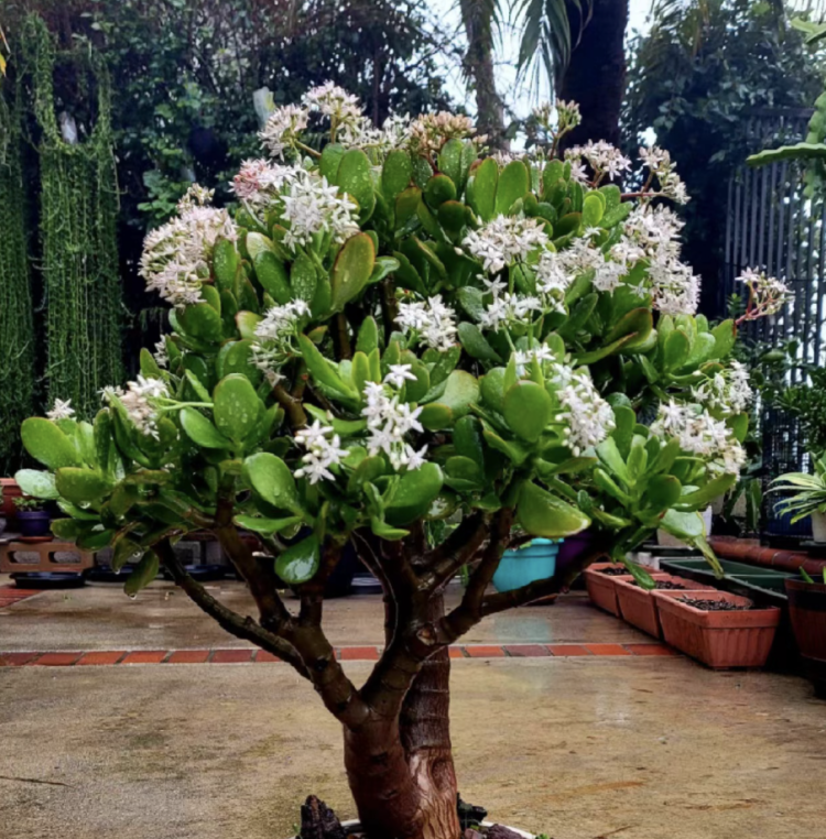 如何在家中精心养护小型盆栽花卉植物：提升家居环境的优雅之选