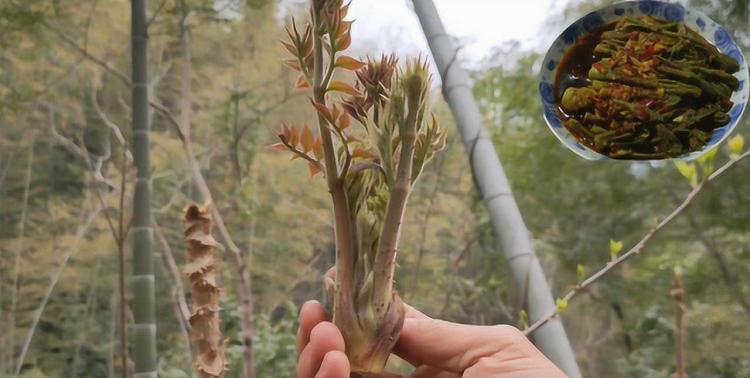 春天农村的营养丰富野菜：十种可食用的树叶