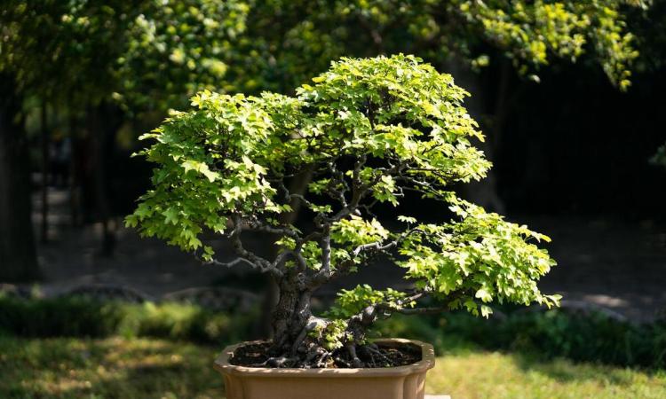 掌握盆景艺术：全面的植物管理和设计技巧指南