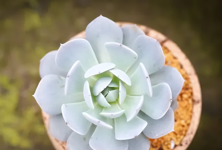 25种常见多肉植物品种的特征和生长习性一览